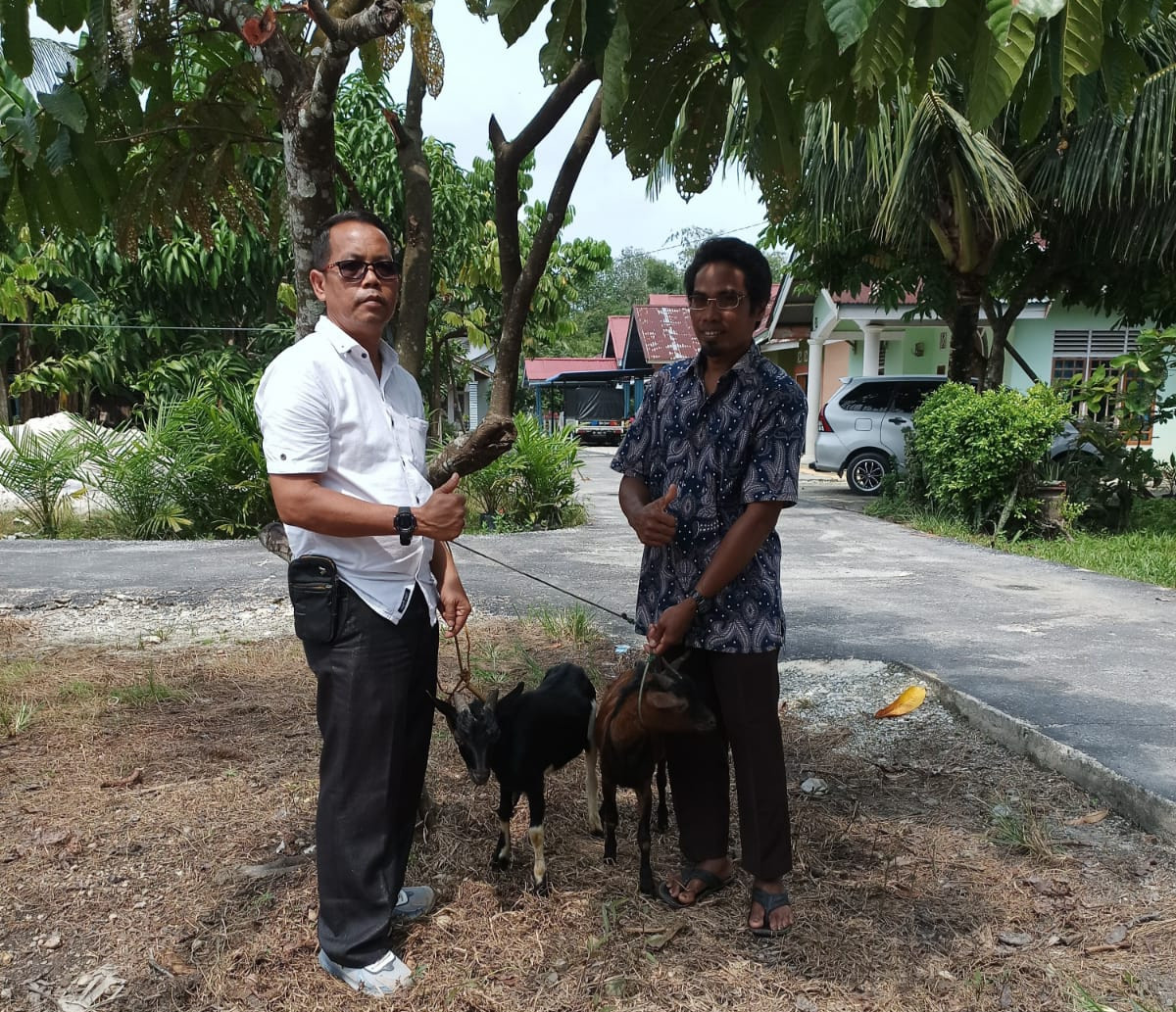 Penobatan Datuk Palimo Malin Persukuan Kampai,  PT Tasma Puja Bantu Dua Ekor Ternak Kambing 