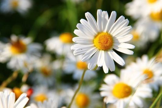 Langkah Mudah Agar Tanaman Hias Sering Berbunga