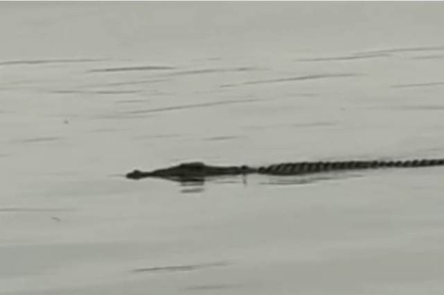 Buaya Sungai Rokan Jadi Tontonan Warga Dari Atas Jembatan Pedanaran