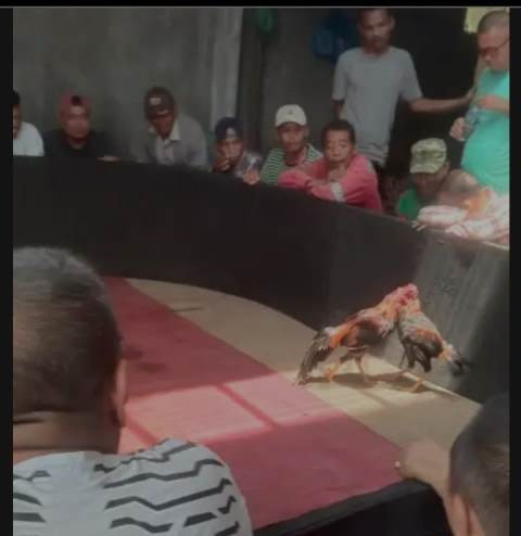 Sabung Ayam Ada Di Paniahan, Ayo Ditindak !
