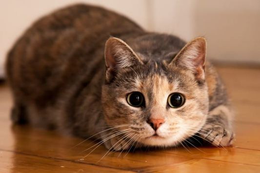 Bakteri yang Terdapat Pada Bulu Kucing 