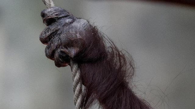 Viral Orang Utan Kurus Turun ke Jalan Diduga Terusir dari Habitat