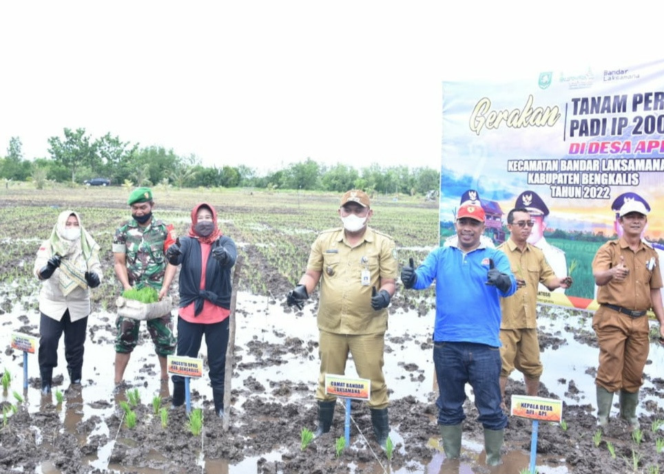 DPRD Bengkalis Hadiri Kenduri Tanam Padi Perdana IP 200 Desa Api-Api 