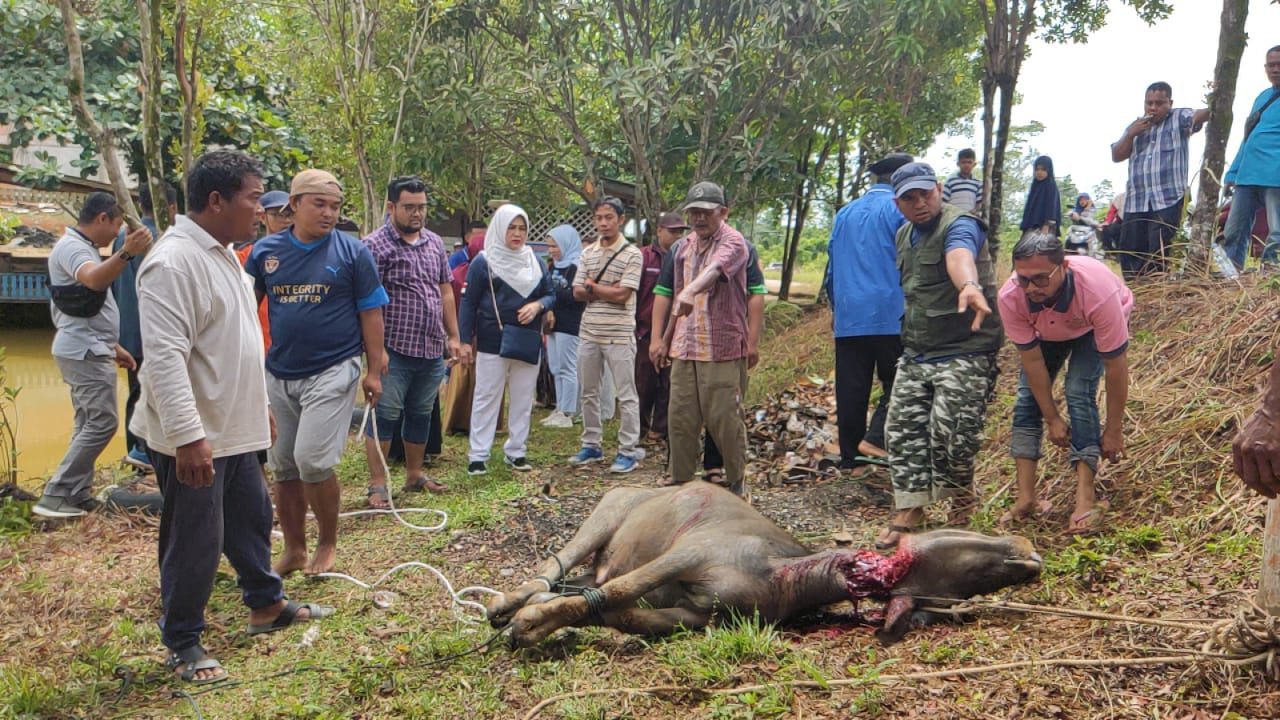 DPC Partai Demokrat Kampar Sembelih Hewan Kurban, Di Masjid Pemuda Muhammadiyah 