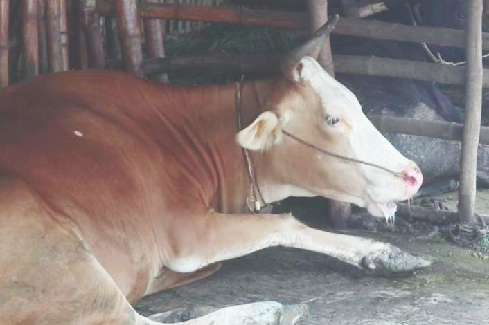 1.838 Sapi Peternak Riau Terpapar PMK 5 Ekor Mati dan 21 Potong Paksa