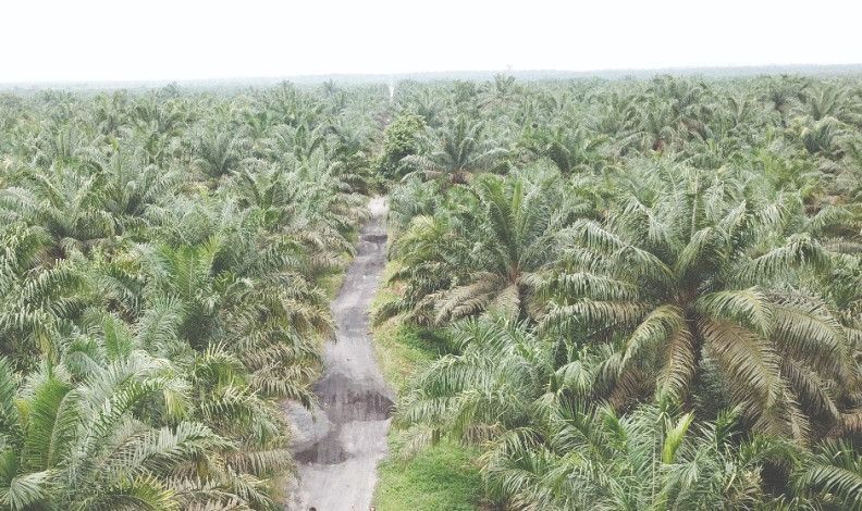 Lahan Duta Palma Disita Negara DPRD Riau Minta Kembalikan ke Masyarakat