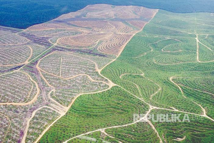 Menteri LHK akan Ampuni 1,4 Juta Hektare Lahan Sawit Ilegal di Riau