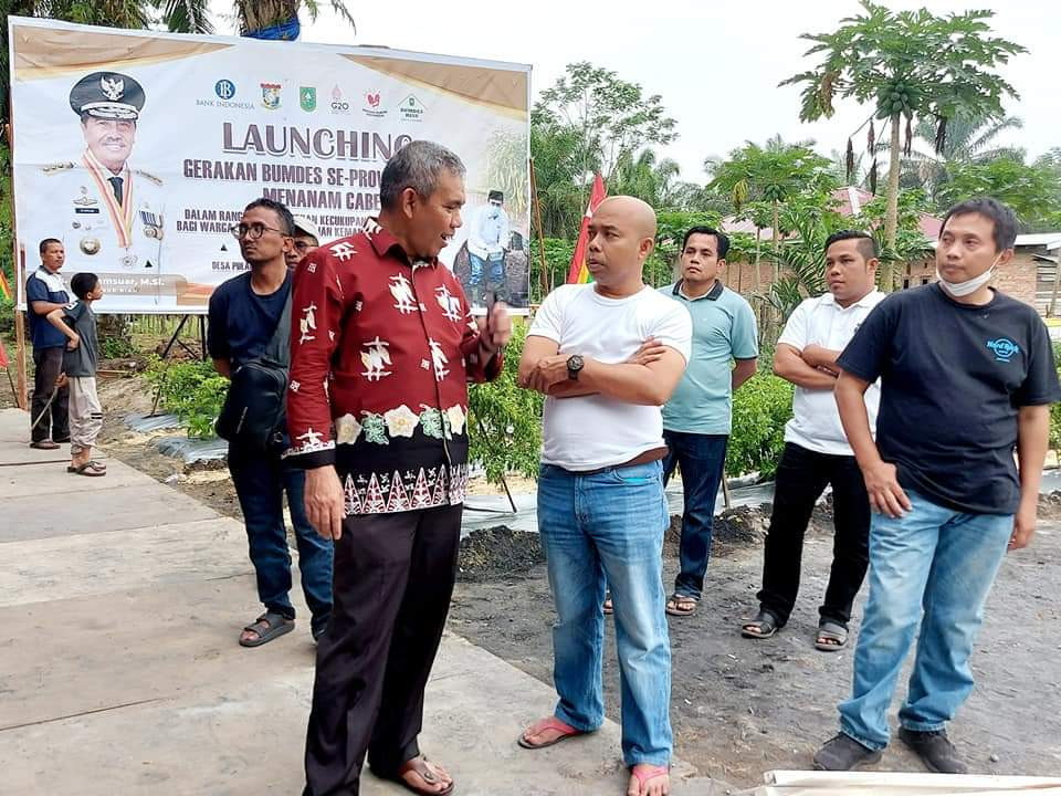 Pj Bupati Kampar Tinjau Lokasi Persiapan Panen Kebun Cabai Pulau Birandang