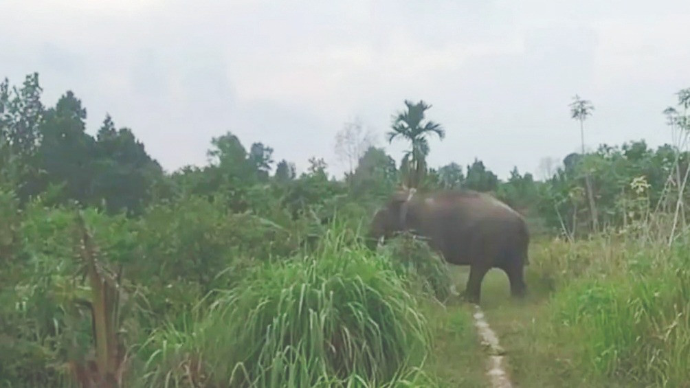 BBKSDA Pantau Gajah Codet Masuk Kebun Warga