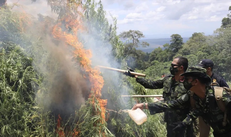 BNN Musnahkan Dua Hektare Ladang Ganja Di Aceh Besar