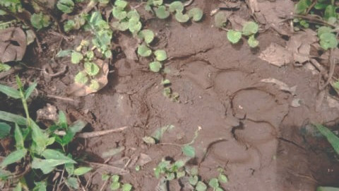 Harimau Masuk Kebun Sawit Warga