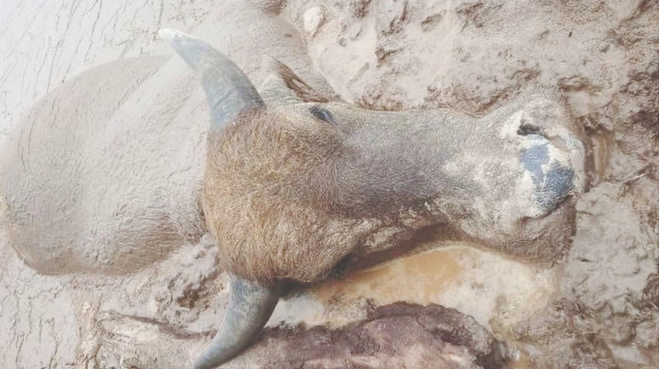 Puluhan Kerbau di Kampar Mati Mendadak