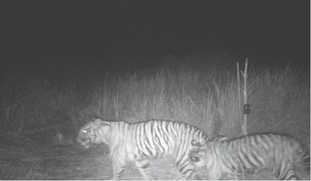 Terpantau Kamera Trap