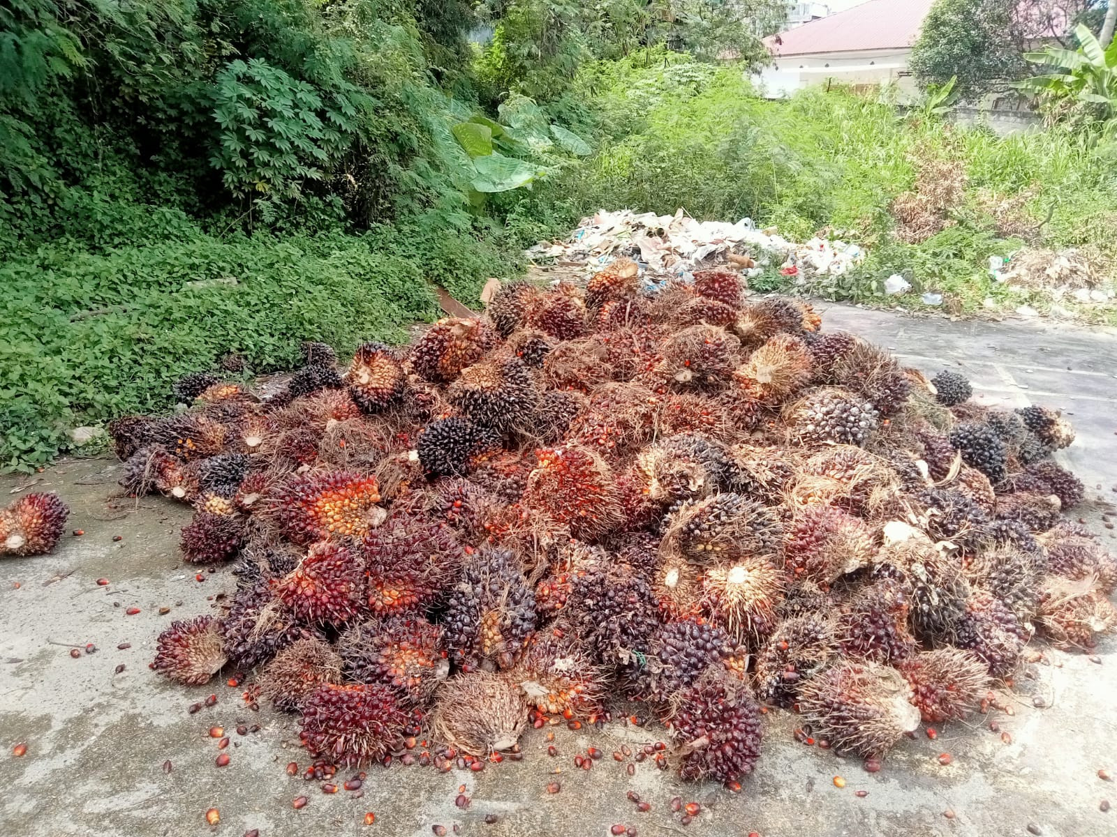Dua Buruh Di Bagan Sinembah Ditangkap Karena Curi TBS
