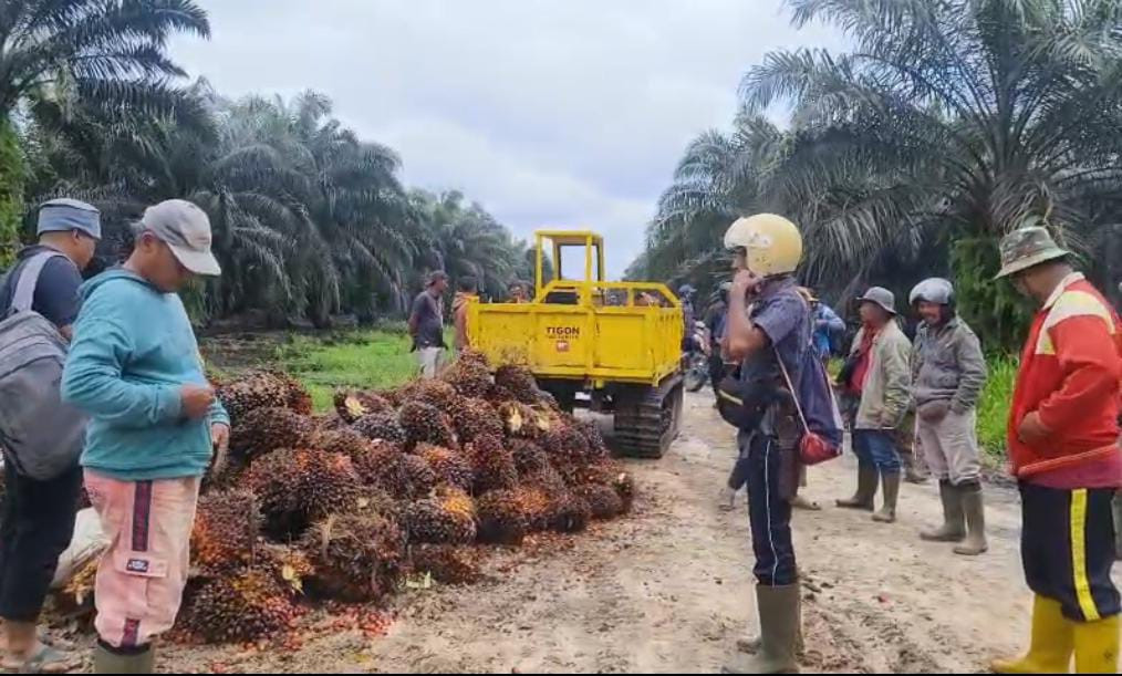 Kuasai 370 Ha Kebun Sawit Dugaan Kriminalisasi, Masyarakat Sungai Raya Usir Pekerja PT SBP