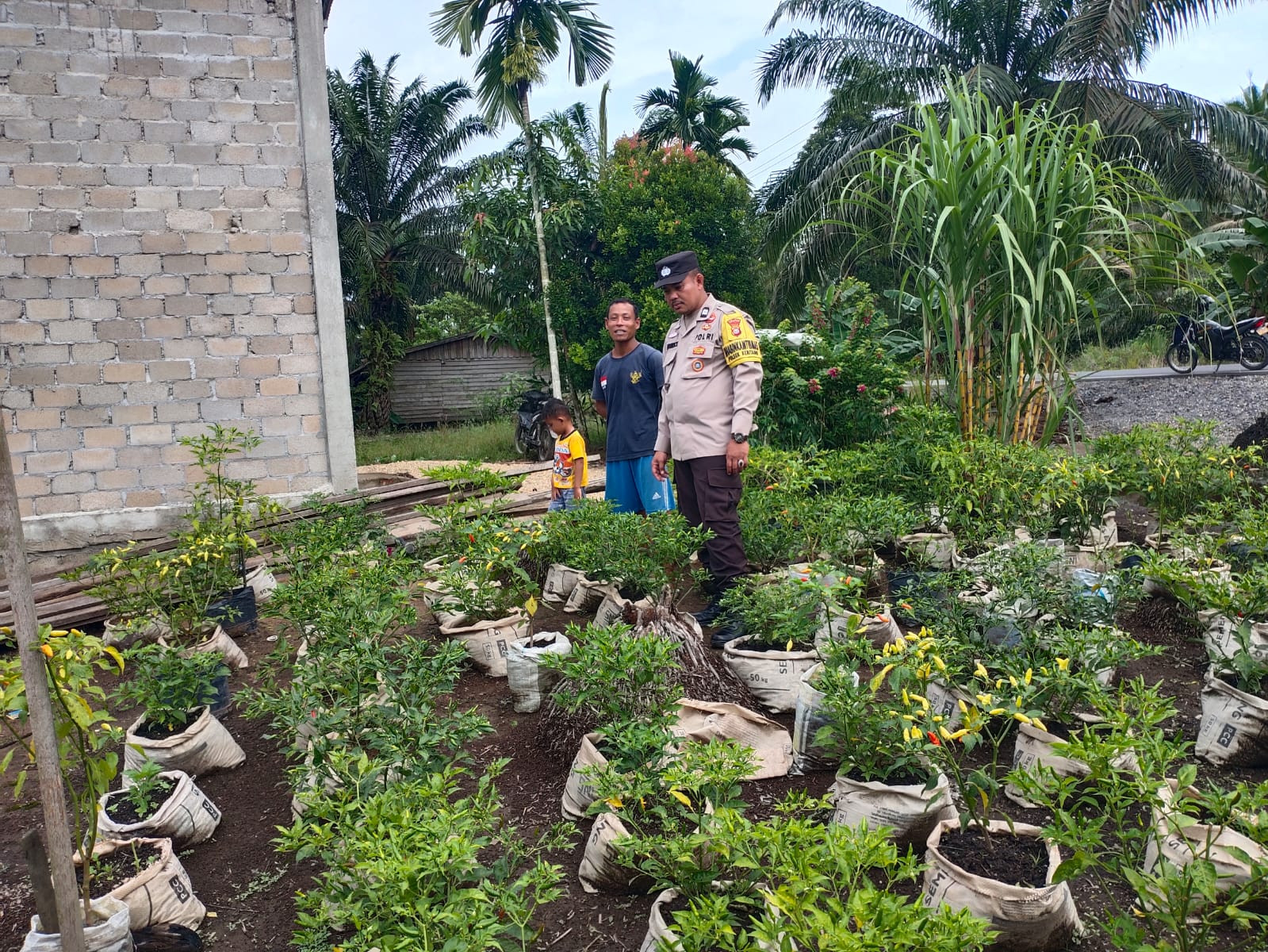 Polri Turun Ke Kebun, Pastikan Produksi Cabai Di Keritang Bebas Hambatan