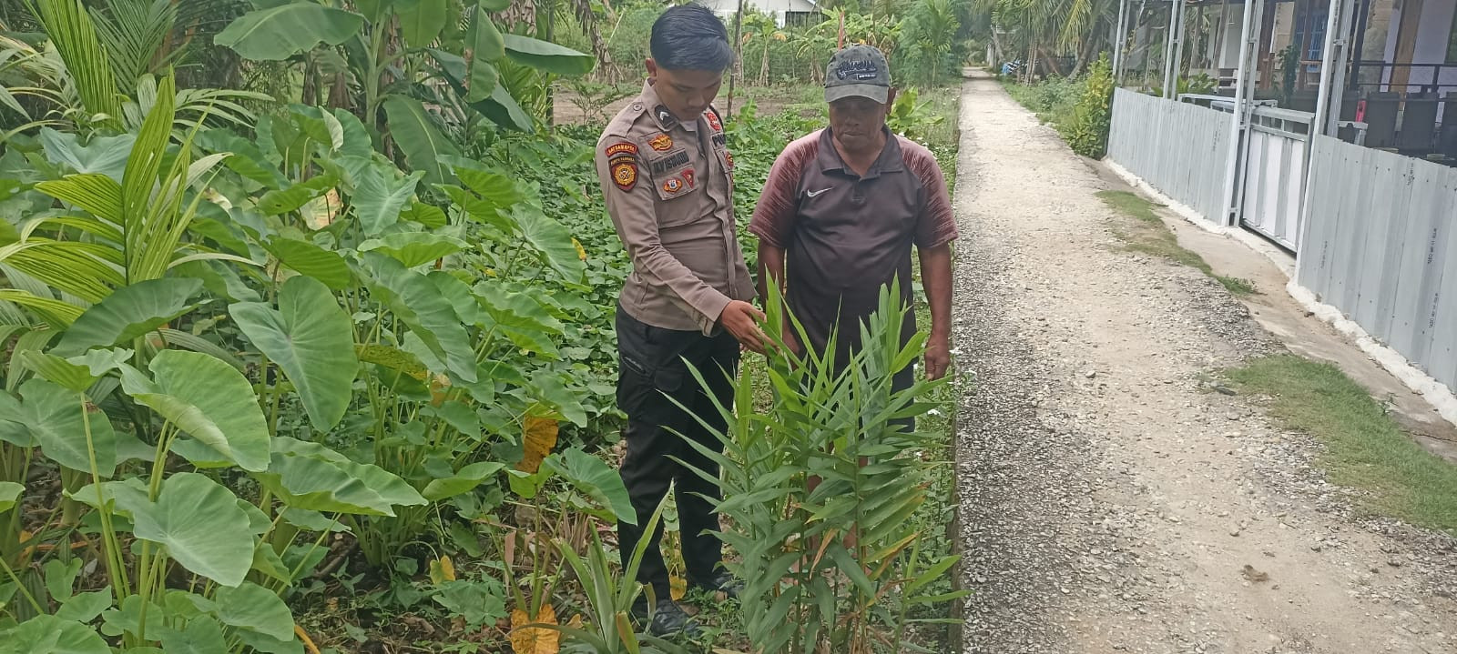 Polsek Enok Pantau Tanaman Pekarangan Warga, Dorong Kemandirian Pangan