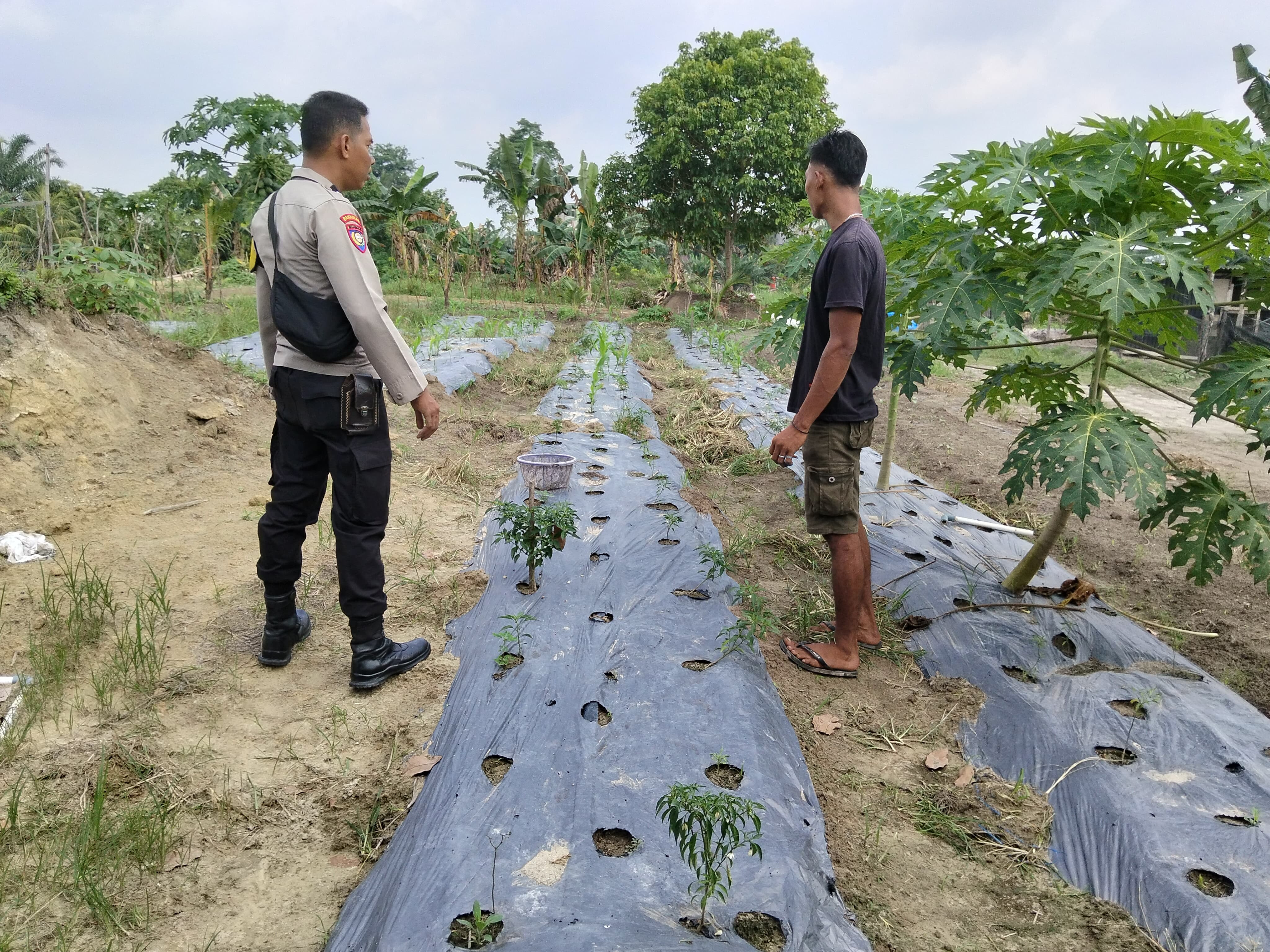 Bhabinkamtibmas Desa Sencalang Sambangi Lahan Kacang Panjang Warga dalam Mendukung Ketahanan Pangan