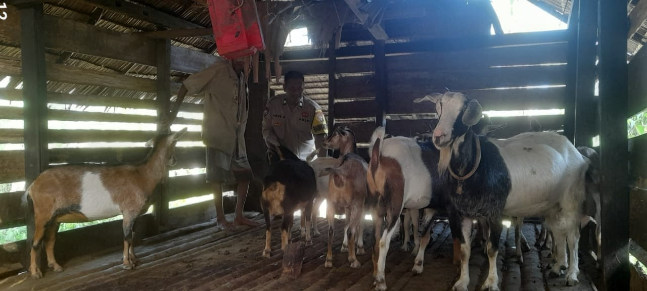 Kambing Sehat, Anak Kuat, Negeri Mandiri: Polsek Keritang Kawal Ketahanan Pangan dari Desa