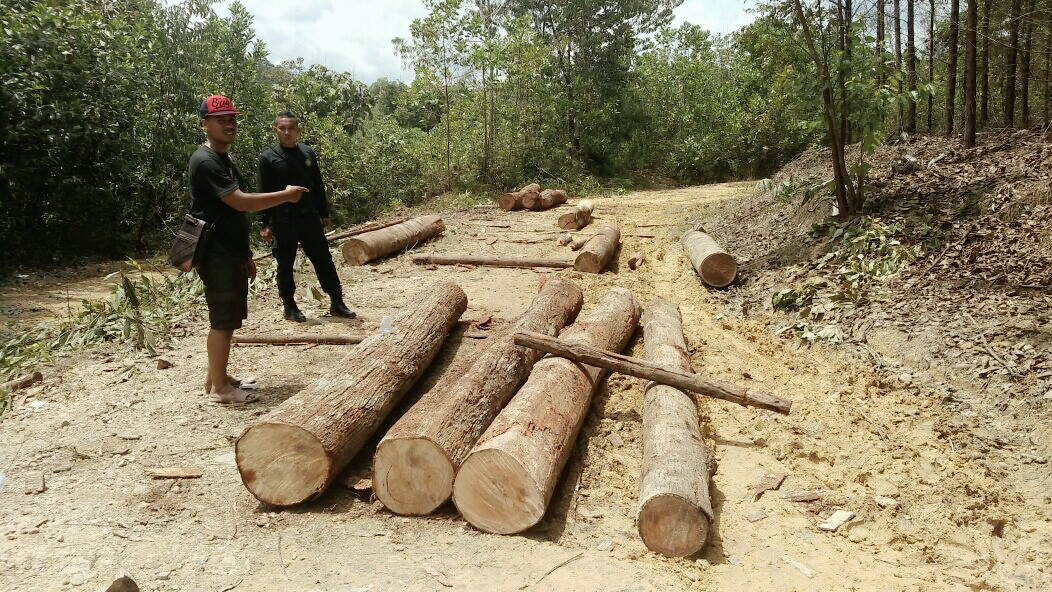 Kapolda Riau Masih Temukan Hutan Ditebang Pembalak