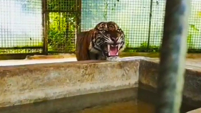 Petani Tasik Tebing Serai Tewas Dimakan Harimau