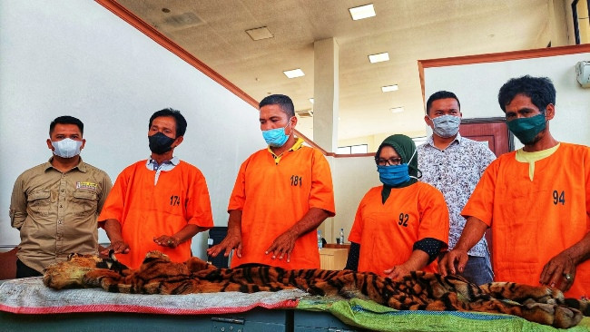 Polisi Tangkap Empat Penjual Kulit Harimau