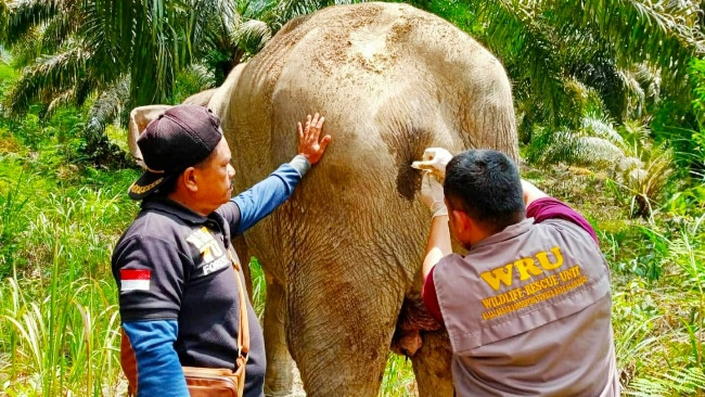 BBKSDA Riau Obati Gajah Terluka di Kebun Sawit Warga