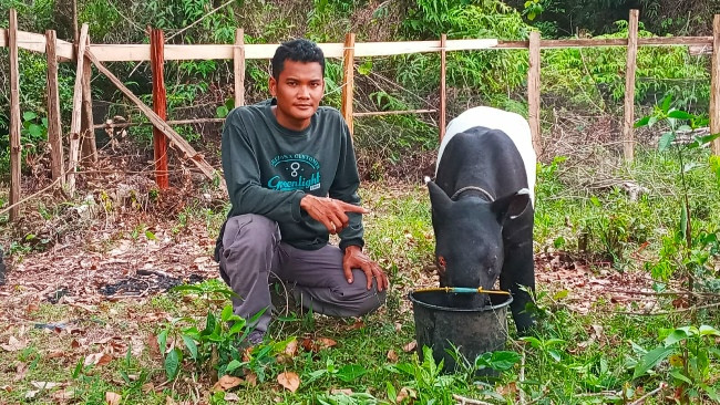 BBKSDA Riau Selamatkan Tapir Tanpa Mata Kanan dari Kebun Warga