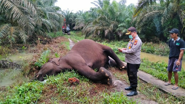 Tragis, Gajah Menyusui Mati Tersengat Listrik di Kebun Sawit