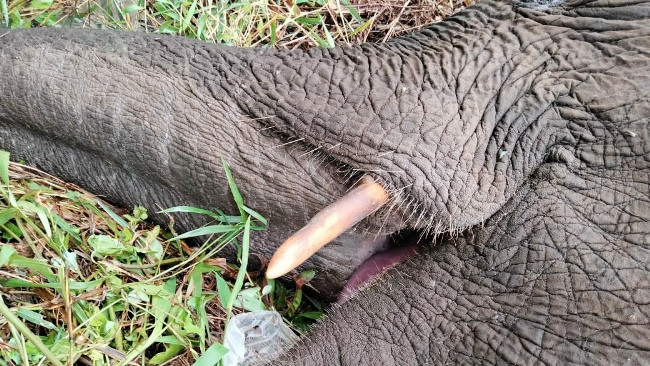 Anak Gajah yang Induknya Mati Dapatkan Induk Asuh Baru