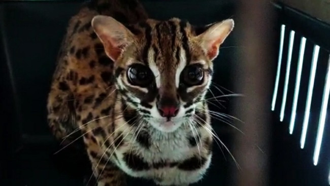 Petugas Tangkap Kucing Hutan yang Tersesat di Hotel Pekanbaru