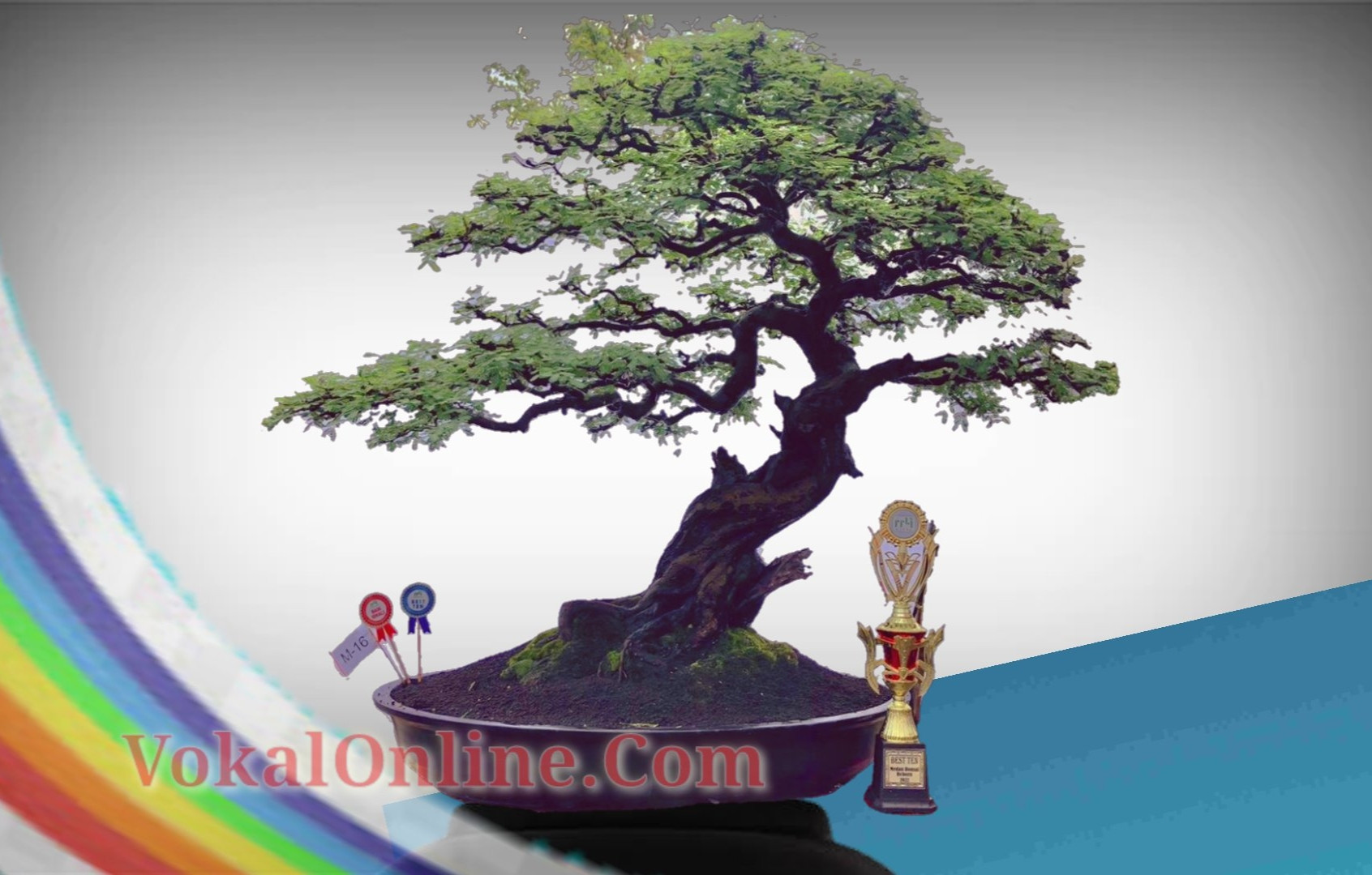 Pohon Arabica Kompol Teddy Dapat Kategori Best Ten Madya Kelas Bintang Sangat Bergengsi 