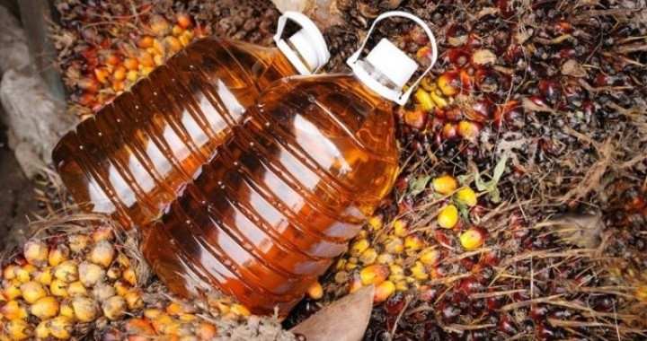 Harga Minyak Sawit Turun Tipis, Menunggu Kepastian Kuota Ekspor Minyak Sawit