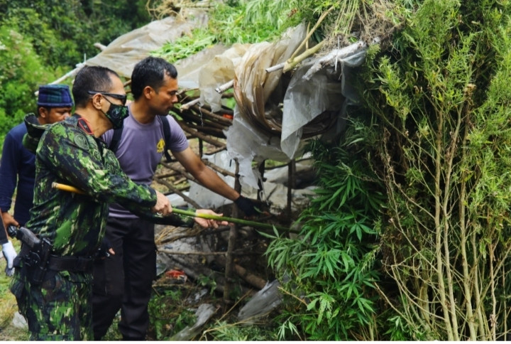 BNN Musnahkan 5 Hektare Ladang Ganja Siap Panen Di Gayo Lues
