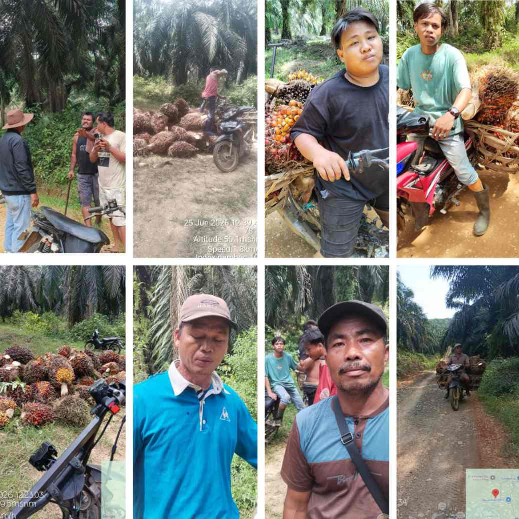 Aksi Panen Ilegal Nasrun Sitepu dan Kani di Kebun Agrinas Berlanjut, Perusahaan Kembali Tempuh Jalur