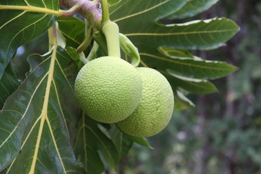 Manfaat Ajaib Daun Sukun