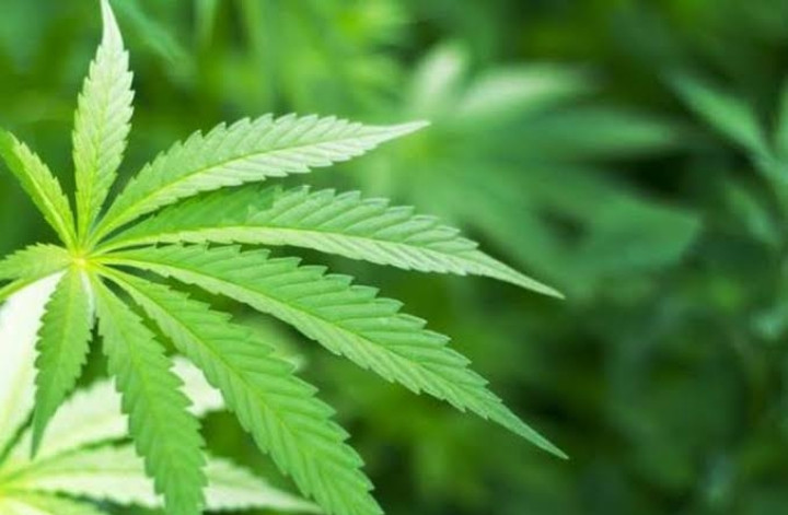 Gubri: Riau Harus Waspada, Thailand Bakal Legalkan Ganja