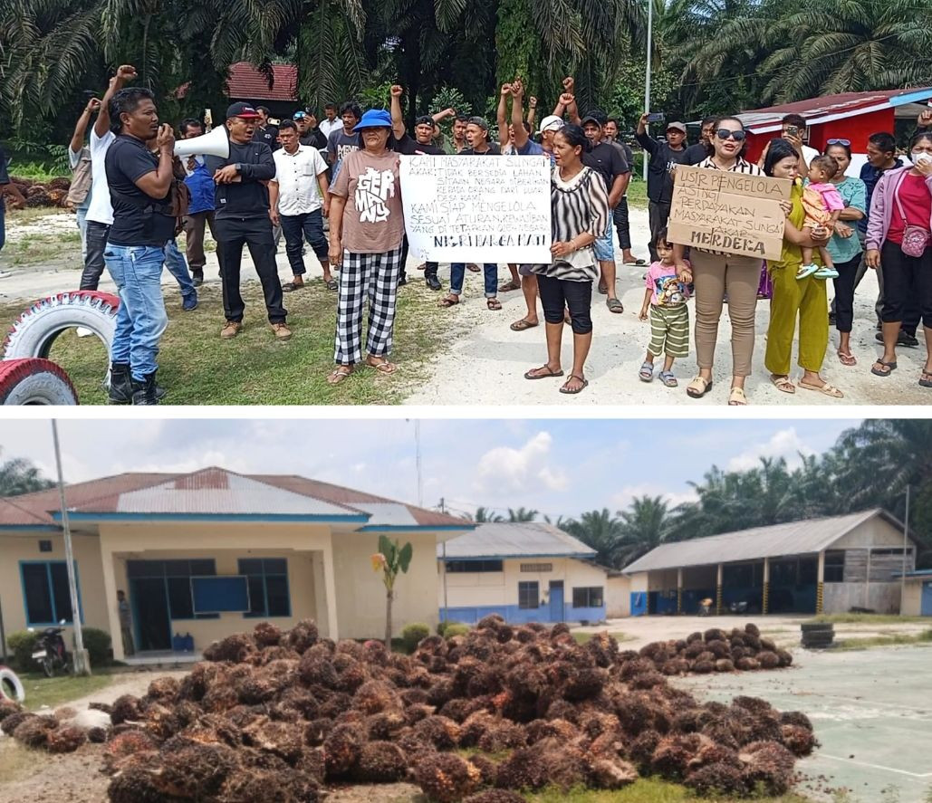 Ada Panen Ilegal di Kebun Sitaan Negara? Masyarakat Sungai Akar Tolak PT TRE Kelola Lahan Eks PT IP