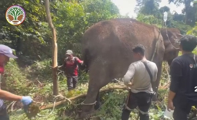 Kolaborasi BBKSDA Riau dan RAPP Jaga 