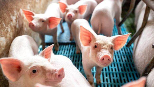 Babi Jadi Korban Terbaru Krisis Energi Jerman