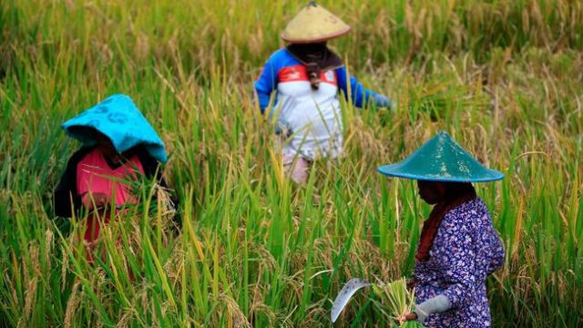 Pengamat Nilai Indonesia Sukses Dorong Produktivitas Padi dan Jagung