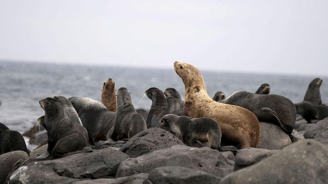 2.500 Anjing Laut Terancam Punah Mati Misterius di Pantai Rusia